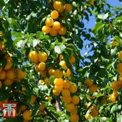 Gage 'Reine Claude D´Oullins'