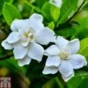Gardenia 'Crown Jewels' -Outlet Hompson-morgan Store GARD P94550 B2