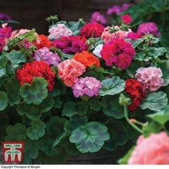 Garden Ready Container Collection -Outlet Hompson-morgan Store GARD T57590P C