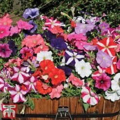 Garden Ready Container Collection -Outlet Hompson-morgan Store GARD T57590P D