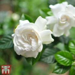 Gardenia 'Deluxe' -Outlet Hompson-morgan Store GARD TKA2913 B