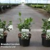 Gardenia Jasminoides 'Double Diamonds' -Outlet Hompson-morgan Store GARD DBLDIAMON S45653