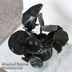 Geogenanthus Ciliatus 'Midnight Pearl' -Outlet Hompson-morgan Store GEOG MIDNIGHTP T44495