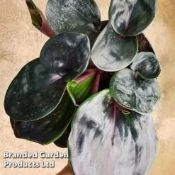 Geogenanthus Ciliatus 'Midnight Pearl' -Outlet Hompson-morgan Store GEOG MIDNIGHTP WKF1191