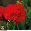 Geranium 'Power Red' -Outlet Hompson-morgan Store GERA P92143 A