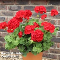 Geranium 'Grandeur Power Red' -Outlet Hompson-morgan Store GERA T79122 A