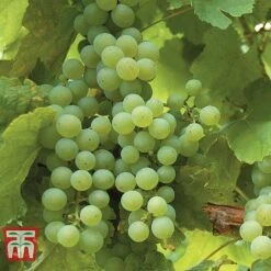 Grape 'Phoenix' -Outlet Hompson-morgan Store GRAP CWW3248 A