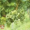 Grape 'Phoenix' -Outlet Hompson-morgan Store GRAP CWW3248 B