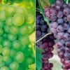 Grape Collection -Outlet Hompson-morgan Store GRAP CWW3249 A h