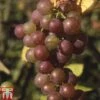 Grape 'Fragola' -Outlet Hompson-morgan Store GRAP TKA1991 A