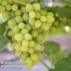 Grape (Vitis) 'Polo Muscat' -Outlet Hompson-morgan Store GRAP LAKEMONT L34286 KB2587