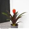 Guzmania 'Tala' -Outlet Hompson-morgan Store GUZM TALA T49238