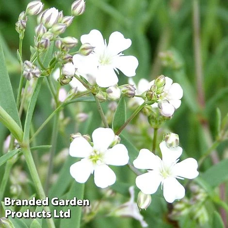 Gypsophila Repens 'White' 3 Gypsophila Repens 'White'