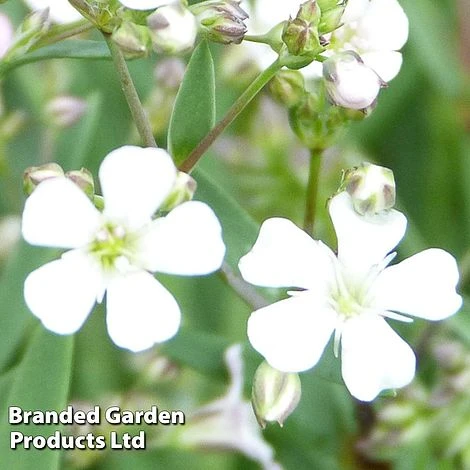 Gypsophila Repens 'White' 4 Gypsophila Repens 'White' - Image 2