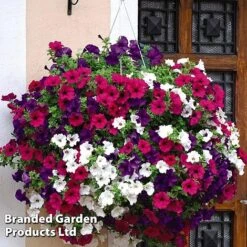 Hanging Basket Mixed Collection -Outlet Hompson-morgan Store HANG KC9913 B
