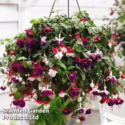 Hanging Basket Mixed Collection -Outlet Hompson-morgan Store HANG KC9913 D