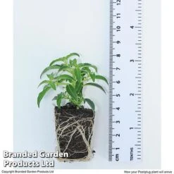 Hanging Basket Mixed Collection -Outlet Hompson-morgan Store HANG KC9913 H