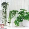 Hanging Houseplant Collection -Outlet Hompson-morgan Store HANG kb3601 A