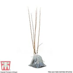 Outlet Hompson-morgan Store -Outlet Hompson-morgan Store HAZE DWW4611 B