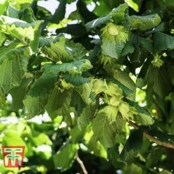 Corylus Avellana (Hedging) -Outlet Hompson-morgan Store HAZE KB3244 A