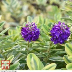 Hebe 'Silver Queen' -Outlet Hompson-morgan Store HEBE 8028 A2