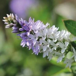 Hebe 'High Voltage' -Outlet Hompson-morgan Store HEBE T71349 B h