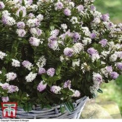 Hebe 'High Voltage' -Outlet Hompson-morgan Store HEBE T71349 C