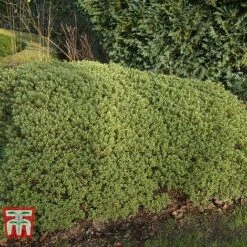 Hebe Pinguifolia 'Pagei' -Outlet Hompson-morgan Store HEBE T80291 B