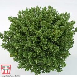 Hebe Pinguifolia 'Pagei' -Outlet Hompson-morgan Store HEBE T80291 D