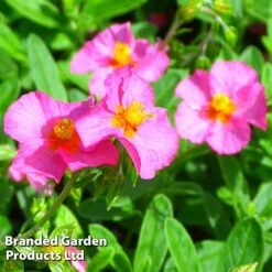 Helianthemum Ben Hope 7 Helianthemum Ben Hope -Outlet Hompson-morgan Store HELI 64196 C