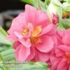 Helianthemum Cerise Queen -Outlet Hompson-morgan Store HELI 64200 A