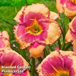 Hemerocallis Fringed Collection -Outlet Hompson-morgan Store HEME HELLOSCRE S413331