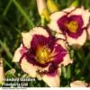 Hemerocallis 'Tropical Surprise' -Outlet Hompson-morgan Store HEME TROPSURPR S41334