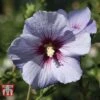 Hibiscus Syriacus 'Oiseau Bleu' -Outlet Hompson-morgan Store HIBI T58192 A