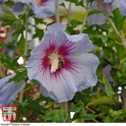 Hibiscus Syriacus 'Oiseau Bleu' -Outlet Hompson-morgan Store HIBI T58192 B