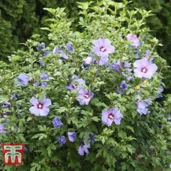 Hibiscus Syriacus 'Oiseau Bleu' -Outlet Hompson-morgan Store HIBI T58192 C