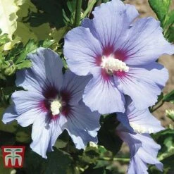 Hibiscus Syriacus 'Oiseau Bleu' -Outlet Hompson-morgan Store HIBI T58192 D