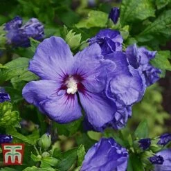 Hibiscus Syriacus 'Oiseau Bleu' -Outlet Hompson-morgan Store HIBI T58192 E