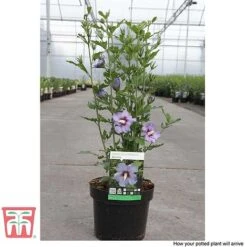 Hibiscus Syriacus 'Oiseau Bleu' -Outlet Hompson-morgan Store HIBI T58192 F