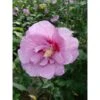 Hibiscus Syriacus 'Lavender Chiffon' 2 Hibiscus Syriacus 'Lavender Chiffon' -Outlet Hompson-morgan Store HIBI T67943 A h