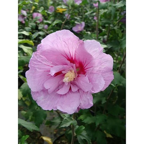 Hibiscus Syriacus 'Lavender Chiffon' 3 Hibiscus Syriacus 'Lavender Chiffon'