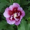 Hibiscus Syriacus 'Purple Pillar' -Outlet Hompson-morgan Store HIBI T73966 A h