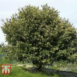 Quercus Ilex -Outlet Hompson-morgan Store HOLM T58266 B