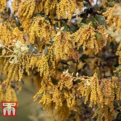 Quercus Ilex -Outlet Hompson-morgan Store HOLM T58266 C