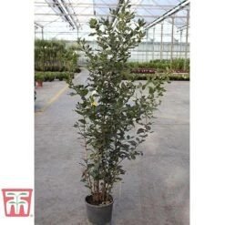 Quercus Ilex -Outlet Hompson-morgan Store HOLM T58266 D1