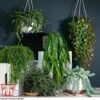 Nurserymans Choice Hanging Basket Succulent Plant Collection -Outlet Hompson-morgan Store HOU KB3438 A