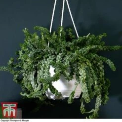 Nurserymans Choice Hanging Basket Succulent Plant Collection -Outlet Hompson-morgan Store HOU KB3438 B