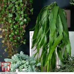 Nurserymans Choice Hanging Basket Succulent Plant Collection -Outlet Hompson-morgan Store HOU KB3438 C