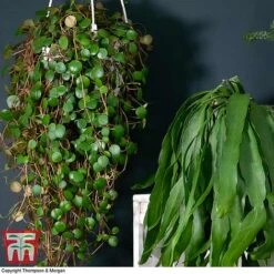 Nurserymans Choice Hanging Basket Succulent Plant Collection -Outlet Hompson-morgan Store HOU KB3438 D