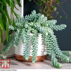 Nurserymans Choice Hanging Basket Succulent Plant Collection -Outlet Hompson-morgan Store HOU KB3438 E